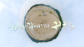 UHD 추석특집 다큐 쇠제비갈매기의 귀향