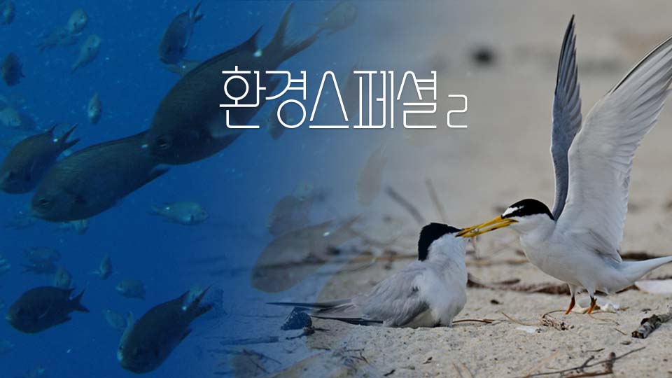 UHD 환경스페셜 2