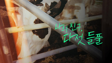 특집 다큐 나의 친구, 다섯 들풀 [춘천총국]