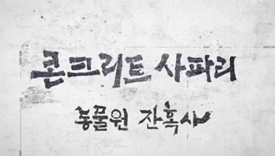 신년특집다큐 콘크리트 사파리